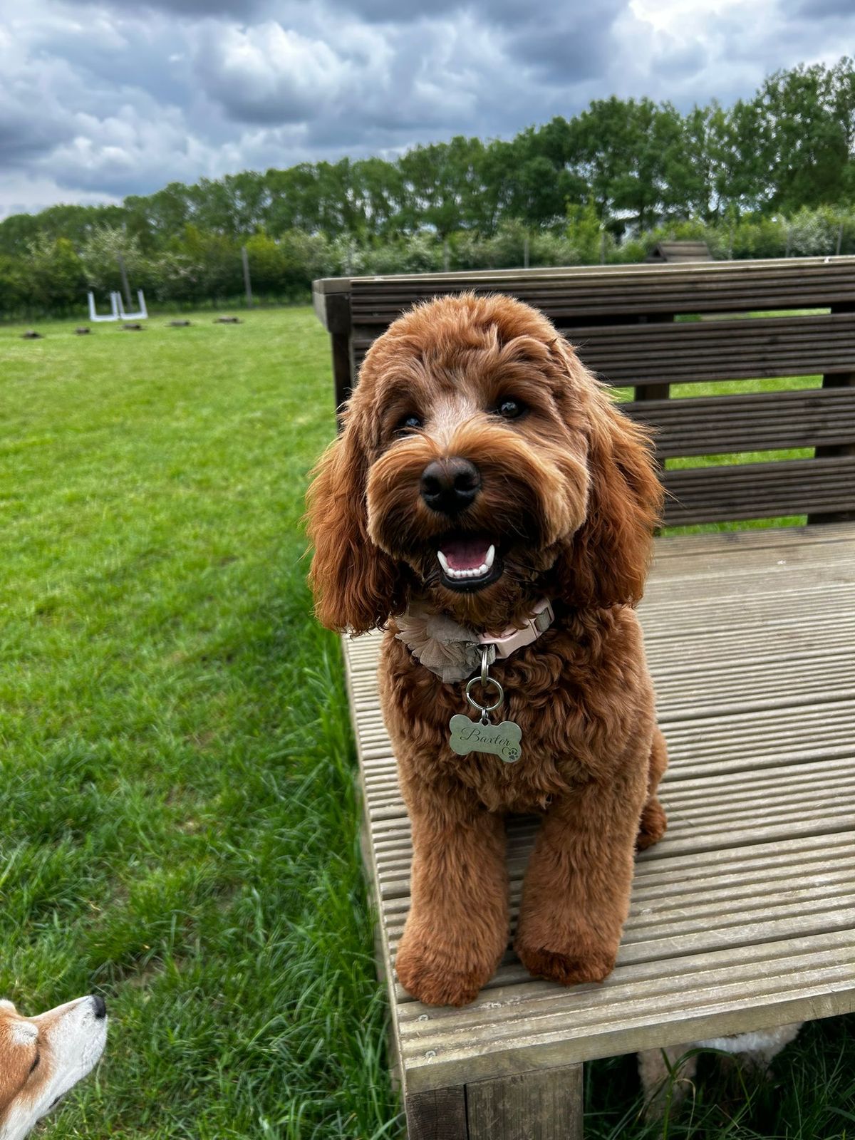 Cockapoo Care Guide: Grooming, Exercise & What to Expect | Wagtails