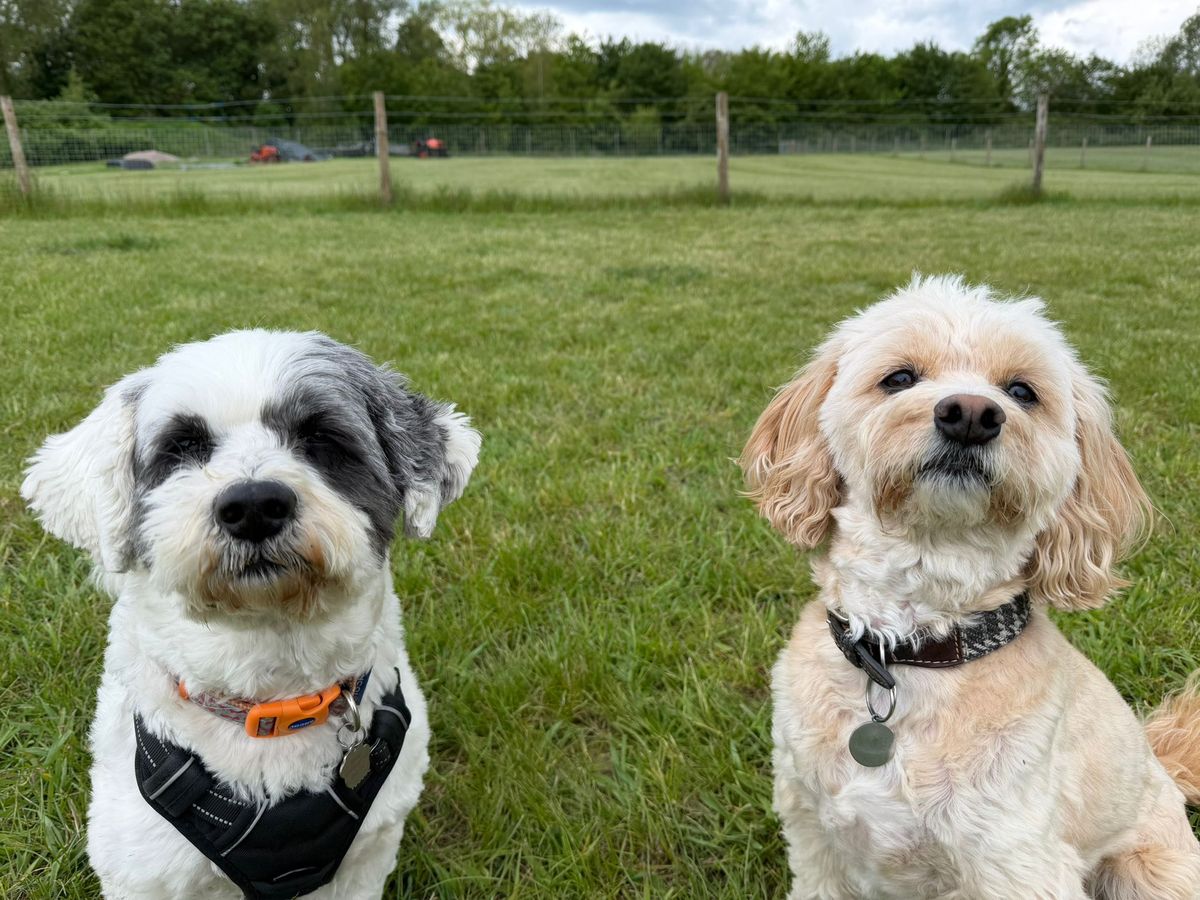 Small Dog Complex Small Dog Care: Why Little Dogs Need Just as Much as Big Ones | Wagtails